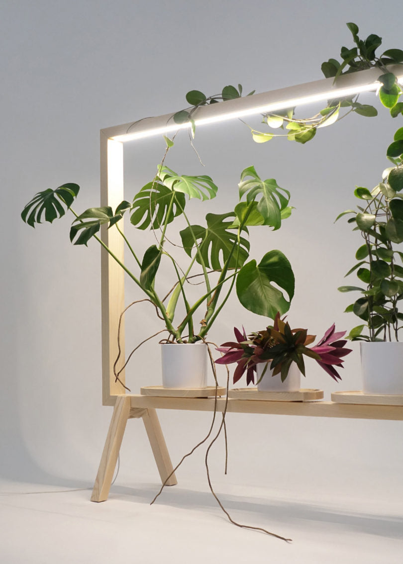 Wood Sunlight Planter