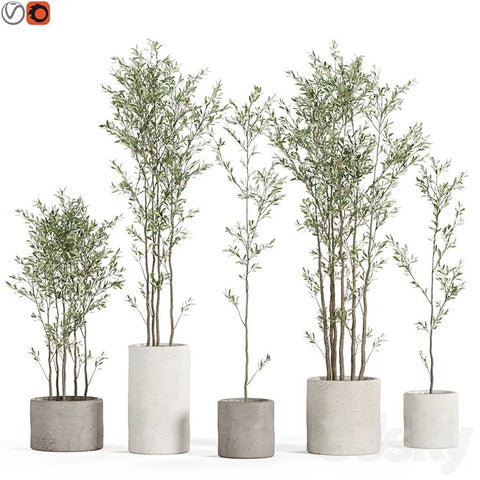 Eucalyptus Concrete Planters